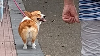 Corgi in Nara, Japan.