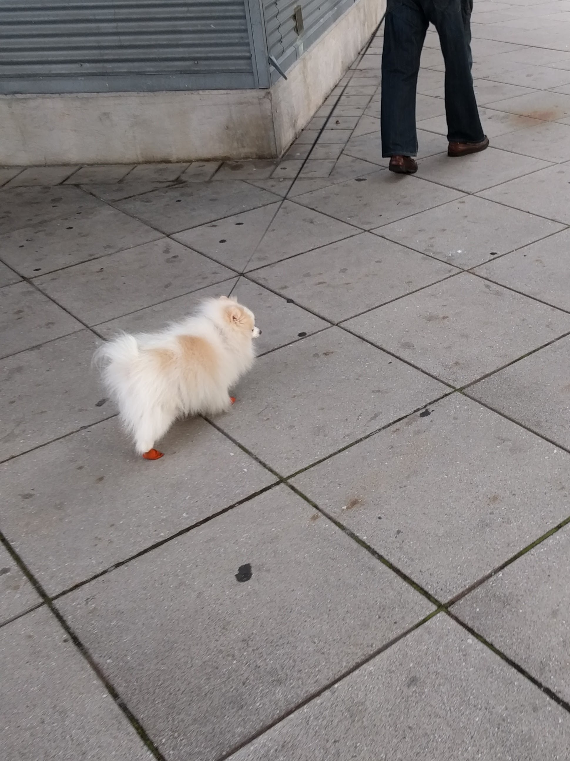 A dog with warm feet.