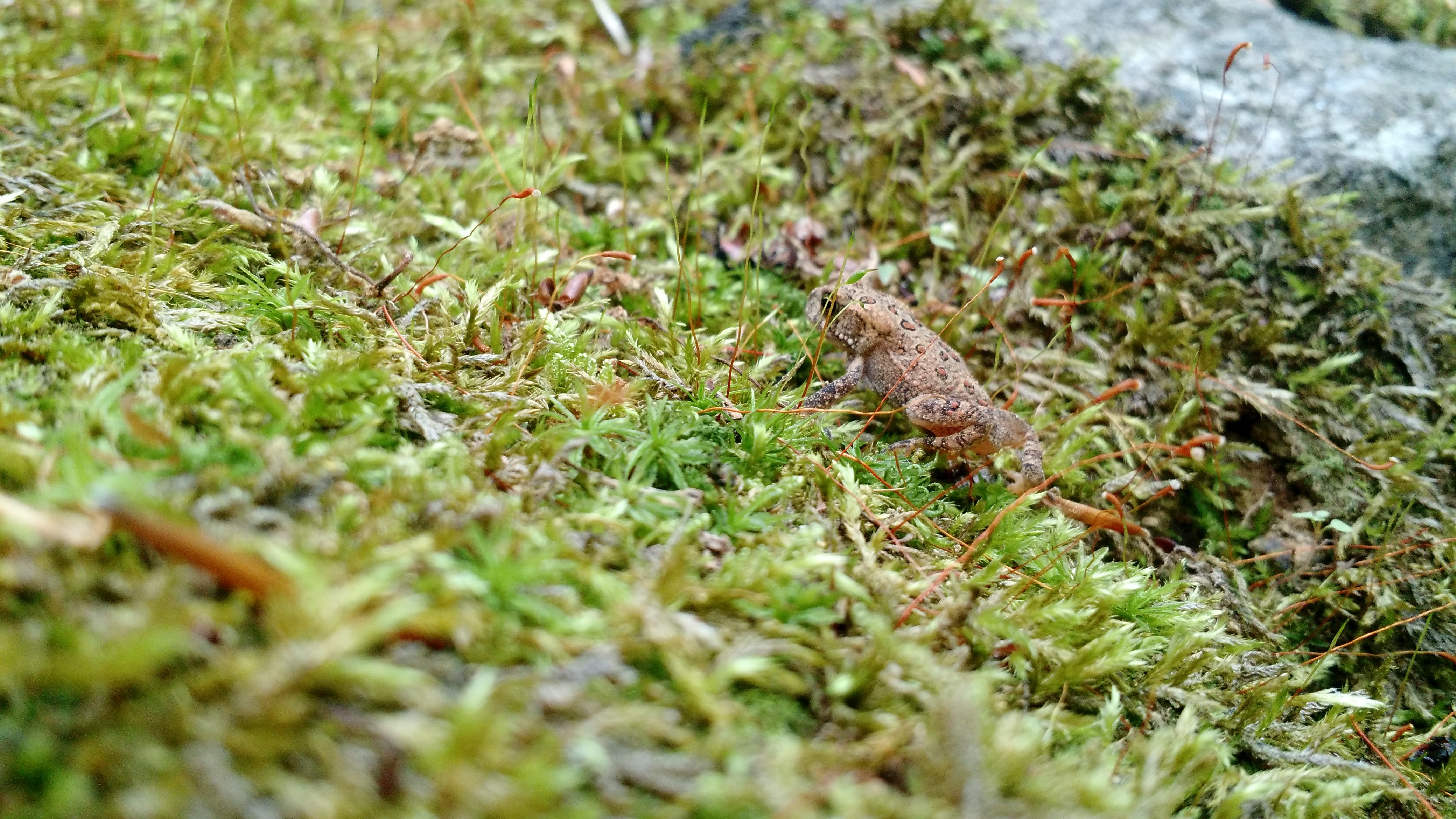 Tiny from in the woods of NH.